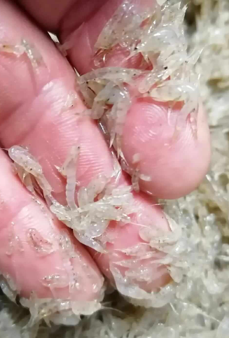 The Power of Frozen Mysis Shrimp