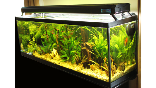 A Detailed Step-by-Step Guide to Setting Up Your New Aquarium