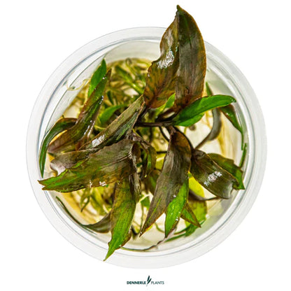 Cryptocoryne nurii