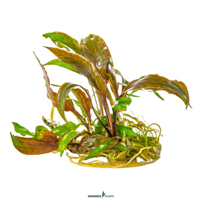 Cryptocoryne nurii